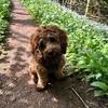 marls.cavapoo