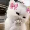 surchi_8