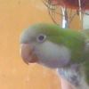 loloxoss