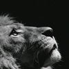 sultanboxer313king
