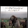 peendu8