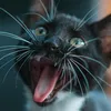 catzlife1