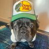 therealkongfrenchie