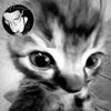 dollsatanic0