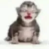 bokbaligiiss