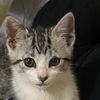pussycat5883