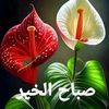 abboudjoe