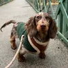 franklin.the.sausage.dog