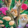 s_somswin85806