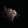 mohammad.wheshe