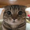yumacat_k