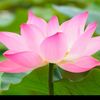 bali_mulia