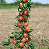 agro.live96