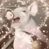snksjdjdjhf