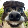 pawcast88