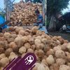 mutiara.kelapa5