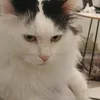 youraveragelindomegrab