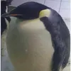 penguindude5