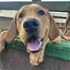 meet_murray_cox