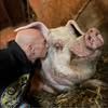 steve.loves.anima