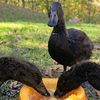 duck_diaries7