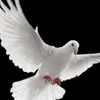 دجاجاتي