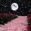 user88882418109295