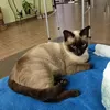 anapapqndt1