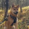 rocket_the_inu