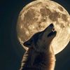 lobito.feroz18
