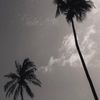 saraalk39