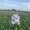 tiktok.phm