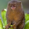 pygmymonkey