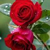 noor.sultan416