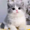 jamesqsunionesbabykoika1