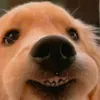 Yam