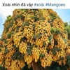 cai.tran82