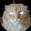 lemon_botok