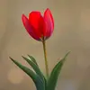 .rija4