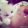wosh_vill21