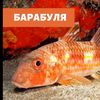 Нарезки стримеров