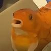 ducky123456787