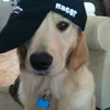 ilikesealshighk