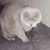 blncgblncg