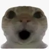 shanknowss