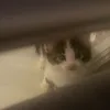 acidicclaws