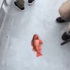 hotsauceslurper