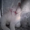 l4mzy