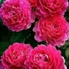roserosy.rambajan