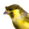 CANARY BIRDS SOUNDS